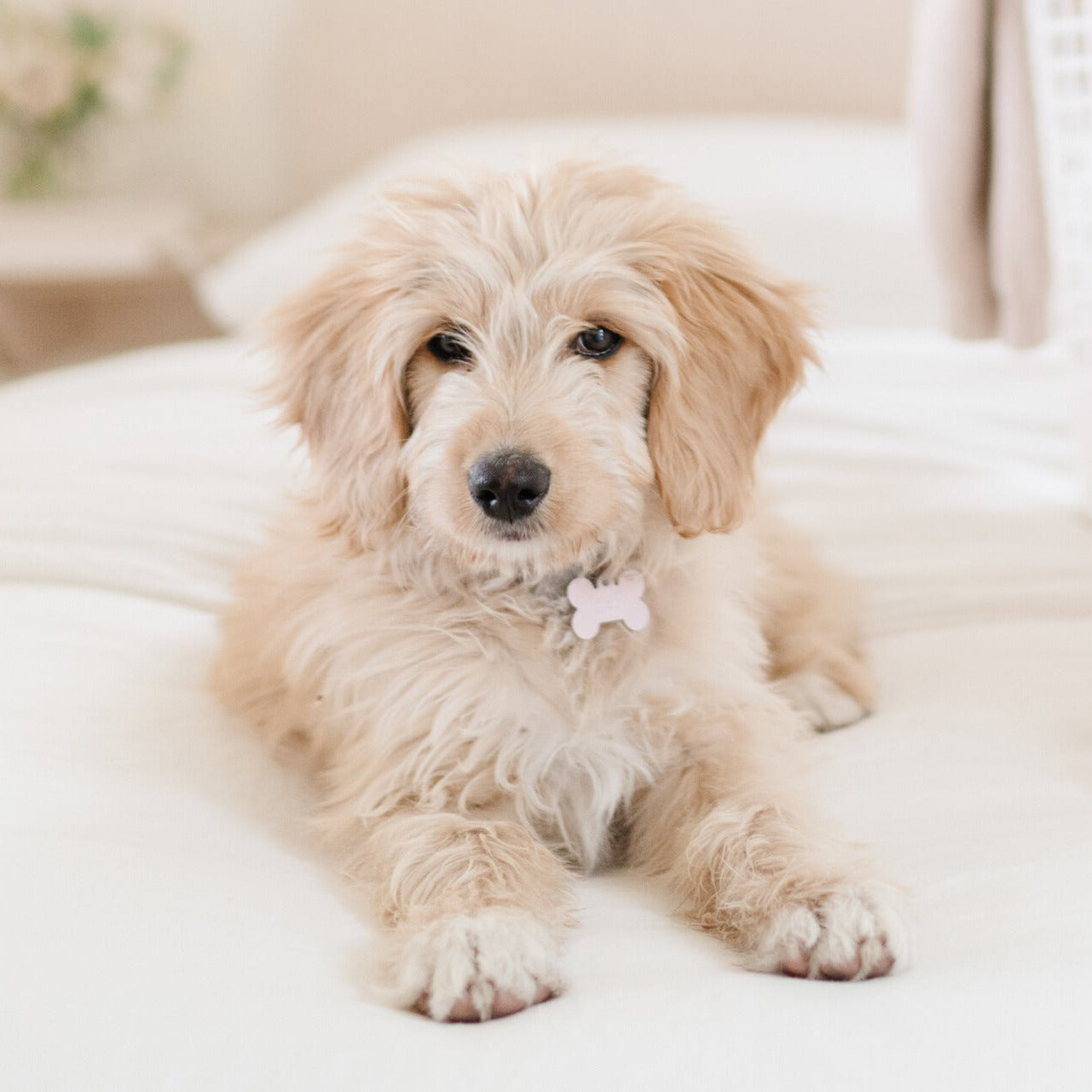 Puppy lying on a soft surface with a blurred background