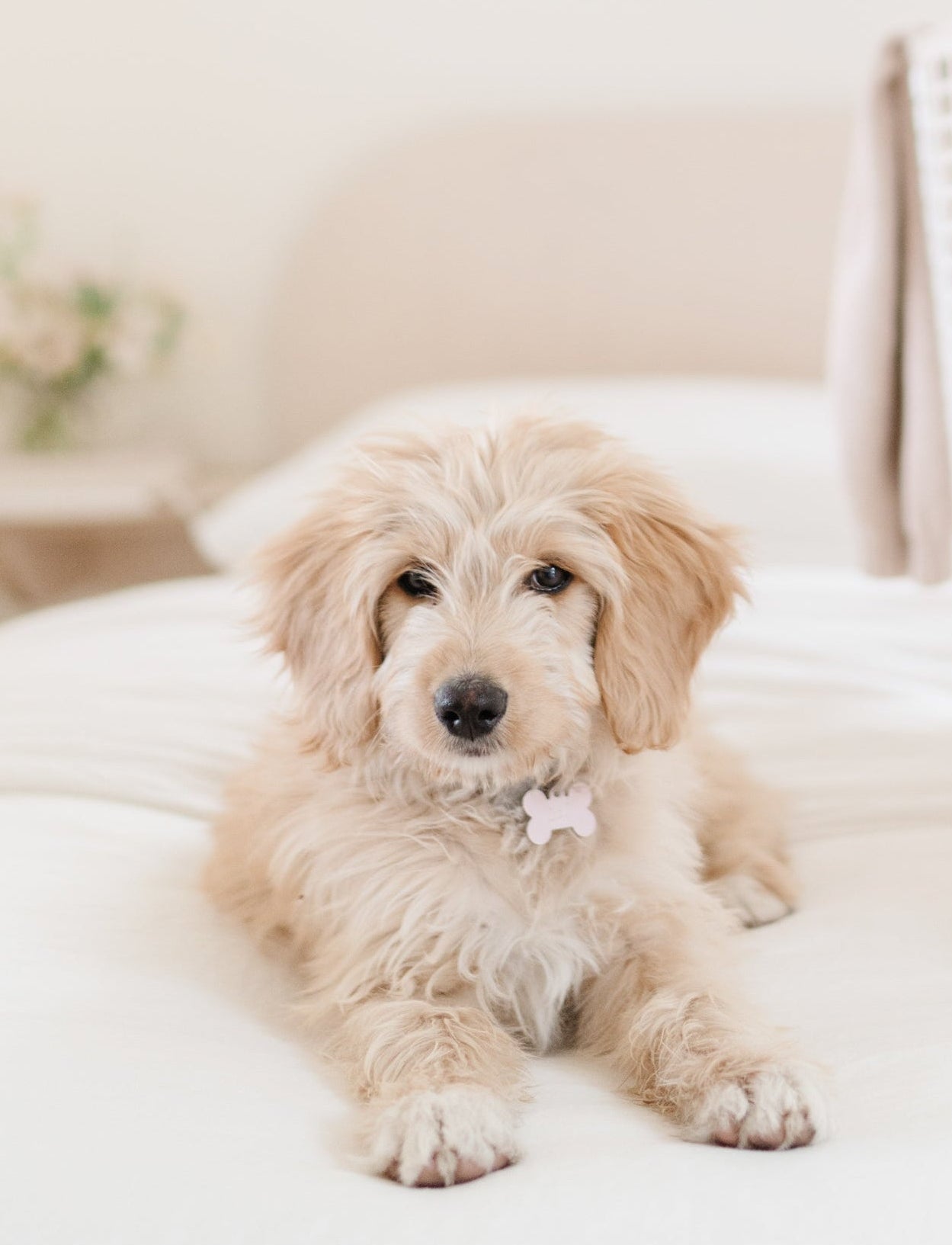 Puppy lying on a bed in a bright room with white bedding and decor.